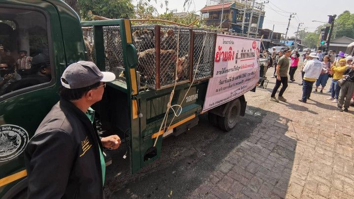 ปฏิบัติการรอบ 2 ย้ายลิงเขาวัง แก้ปัญหาลิงล้นเมืองเพชรบุรี