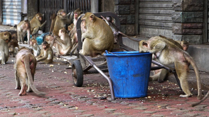 หยุดจับลิงลพบุรี กรมอุทยานฯ แจง แค่เลื่อนแต่ไม่เลิก