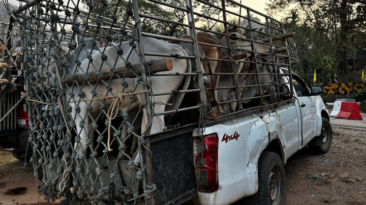 “ปศุสัตว์” จับคาราวานขนวัวเถื่อน 18 ตัว คาด่านชายแดน จ. ตาก