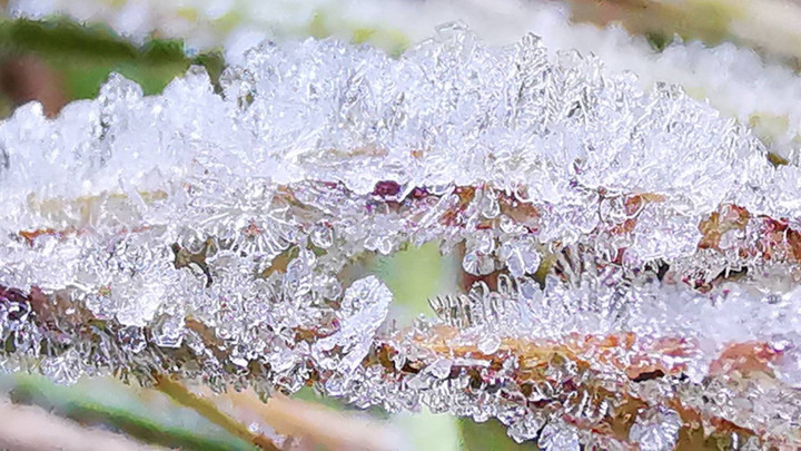 ดอยอินทนนท์ หนาว 4 องศาฯ เกิด "เหมยขาบ" แรกของปี