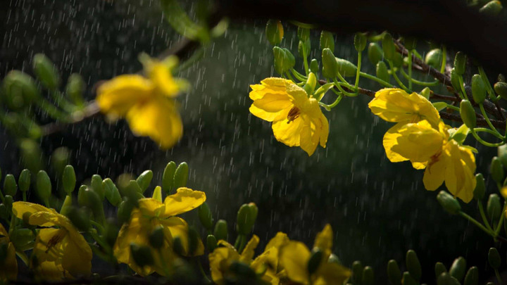 สภาพอากาศวันนี้ ใต้ตอนล่างเจอฝนหนัก เตือนน้ำท่วมฉับพลันหลายพื้นที่
