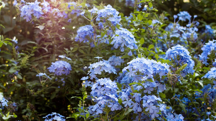 สภาพอากาศวันนี้ ยอดดอย-ยอดภูหนาวจัด ใต้เจอฝนหนัก 70% พื้นที่