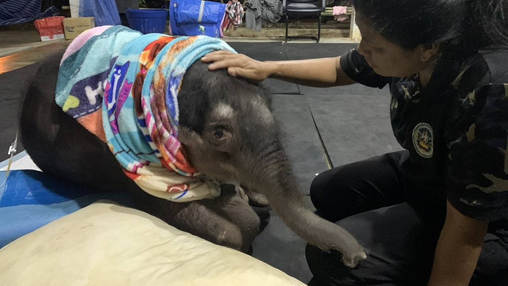 ลูกช้างป่า "ข้าวต้ม" มีแรงมากขึ้น แต่ยังกินนม-น้ำข้าวต้มได้น้อย