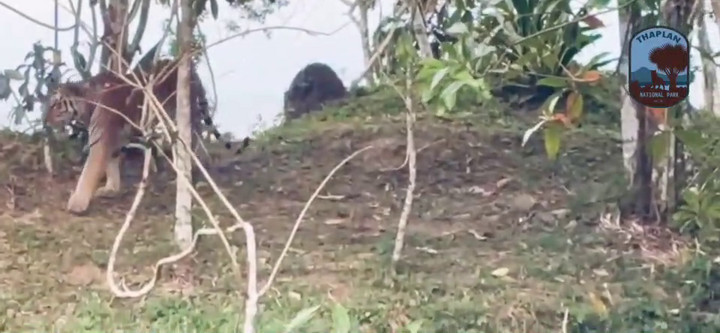 พบ “ลูกเสือโคร่งเพศผู้” โผล่เดินบนถนนบริเวณ “จุดชมวิวผารักษ์สลัดได”