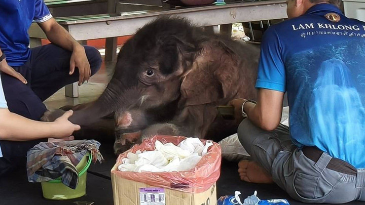 "ข้าวต้ม" ฟื้นตัวดี ถีบตัวลุกได้ ทีมแพทย์ช่วยกายภาพต่อเนื่อง