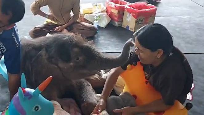 สัตวแพทย์-จนท.กายภาพบำบัดลูกช้างป่า "ข้าวต้ม" พบภาวะเลือดจาง 