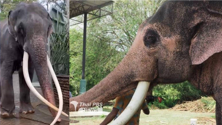 ไทยเตรียมเจรจาศรีลังกา 28 ต.ค. ขอ “พลายศรีณรงค์-พลายประตูผา” กลับมารักษาที่ไทย