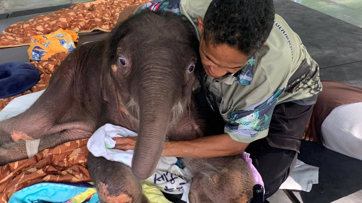 "น้องข้าวต้ม" ลูกช้างป่า มีแรงถีบตัวยืนบ่อยขึ้น