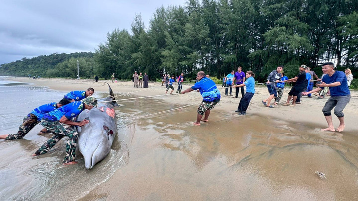 สัตว์ทะเลหายาก "วาฬคูเวียร์" เกยตื้นตายหาดบางเบน