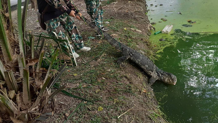 เพาะพันธุ์เชิงเศรษฐกิจ กรมอุทยานฯ กำหนดราคาขาย "เหี้ย" ตัวละ 500 บาท