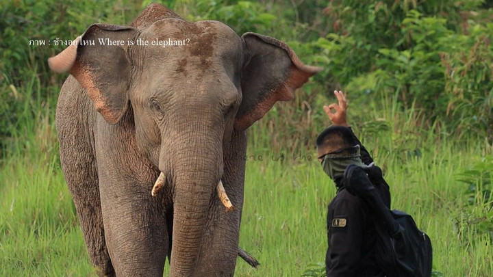 พบตัวแล้ว ทหารถือมีดประชิดช้างป่าเขาใหญ่ - เพื่อนเกลี้ยกล่อมพารักษา