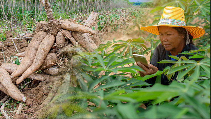 ชาวไร่มันยิ้ม “คอปโกจีน”สั่งซื้อ 9.8 แสนตัน “พาณิชย์”หวังราคาพุ่ง 2.50 บ/กก.