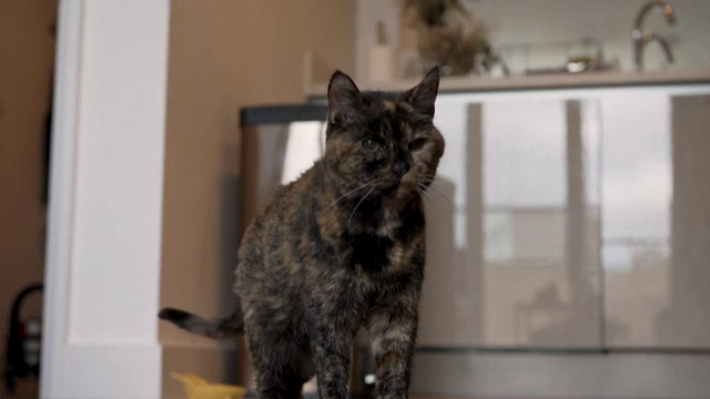 กินเนสส์บุ๊กบันทึกสถิติ "ฟลอสซี" แมวอายุมากที่สุดในโลก