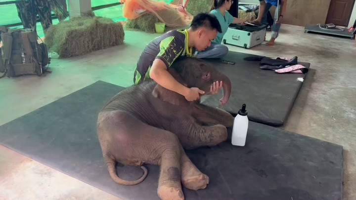 ผลตรวจ "น้องข้าวต้ม" ลูกช้างป่า พบภาวะโครงสร้างร่างกายผิดปกติตั้งแต่กำเนิด