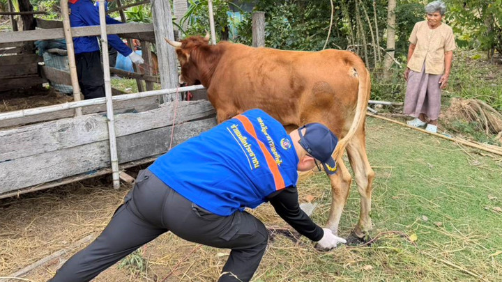 ปะทะไทย-กัมพูชา ซ้ำเติมเกษตรกรชายแดน กระทบสัตว์ 6.5 ล้านตัว 