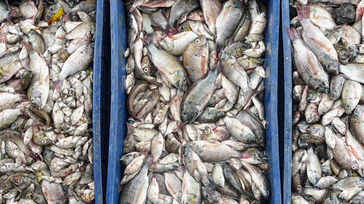 ตราดจัดแข่งล่าปลาหมอคางดำ พบตัวใหญ่-มีไข่เต็มปากจำนวนมาก