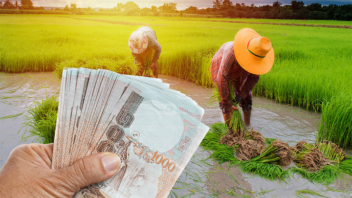 ไร่ละ 1,000 บาท เงินถึงมือชาวนา 4.5 ล้านครัวเรือนลดต้นทุนต่อยอดข้าวไทย