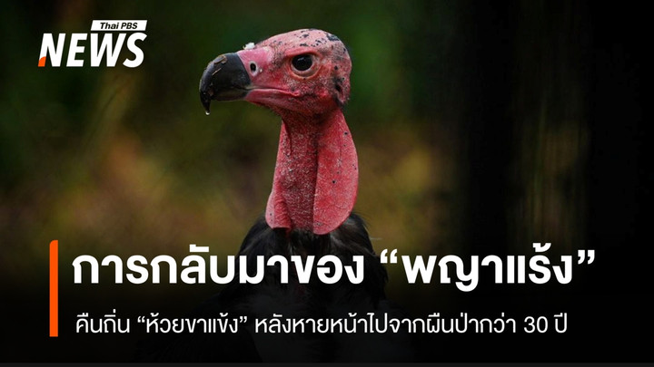 การกลับมาของ “พญาแร้ง” เหนือผืนป่าห้วยขาแข้ง หลังหายไปจากระบบนิเวศกว่า 30 ปี