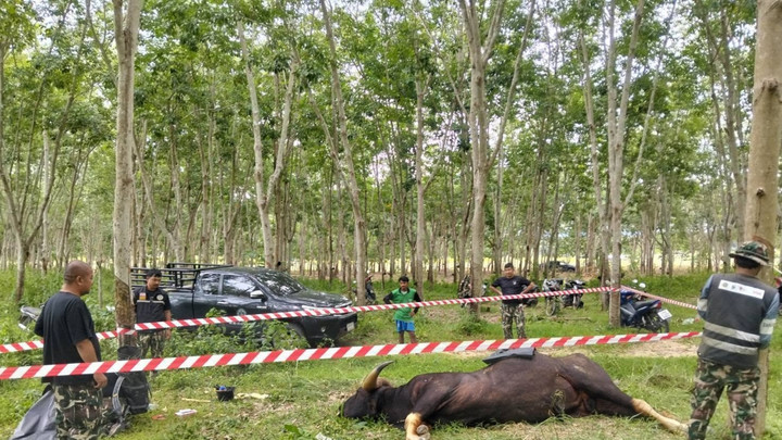 เร่งชันสูตรหาสาเหตุตาย "กระทิงกุยบุรี" พบร่องรอยถูกยิง