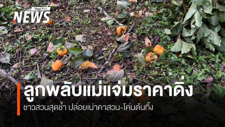 ลูกพลับแม่แจ่มราคาทรุด เหลือกิโลฯ 5 บาท ชาวสวนจำใจปล่อยเน่าคาสวน-เททิ้ง