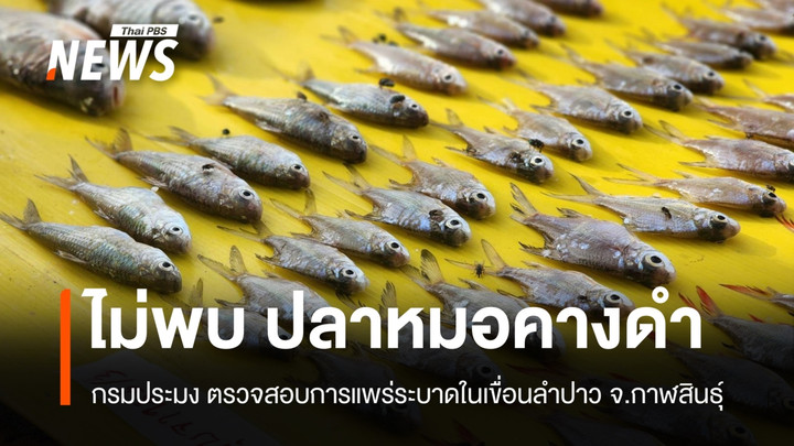 ผลตรวจสอบ ไม่พบ "ปลาหมอคางดำ" แพร่ระบาดในเขื่อนลำปาว จ.กาฬสินธุ์