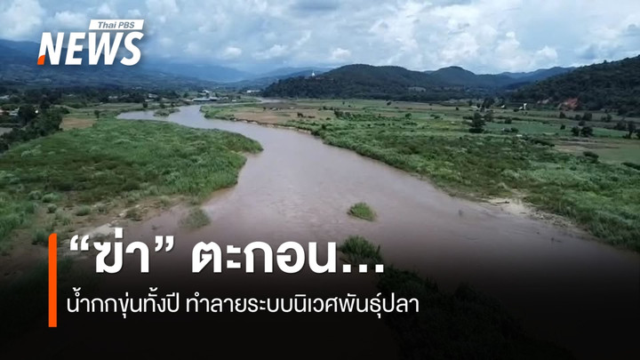 “ฆ่า” ตะกอน ...น้ำกกขุ่นทั้งปี ทำลายระบบนิเวศพันธุ์ปลา 