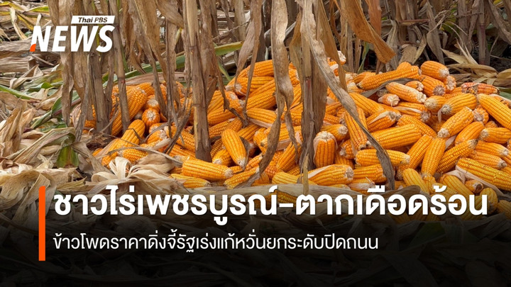 ข้าวโพดราคาดิ่งชาวไร่เพชรบูรณ์-ตากเดือดร้อน จี้รัฐเร่งแก้ หวั่นยกระดับปิดถนน