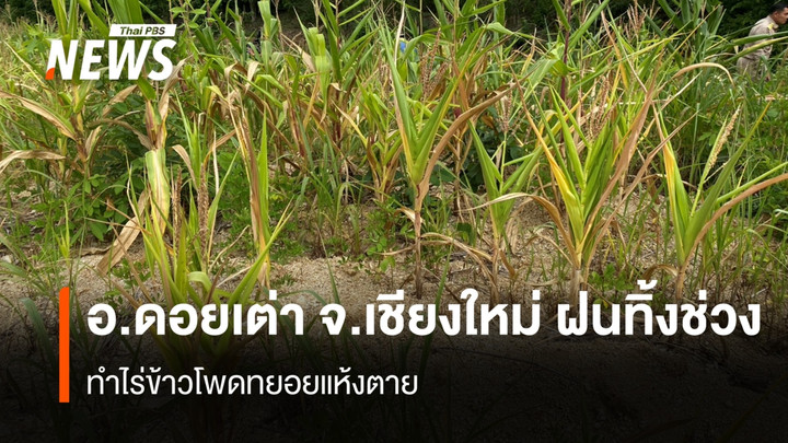 อ.ดอยเต่า จ.เชียงใหม่ ฝนทิ้งช่วง ทำไร่ข้าวโพดทยอยแห้งตาย 