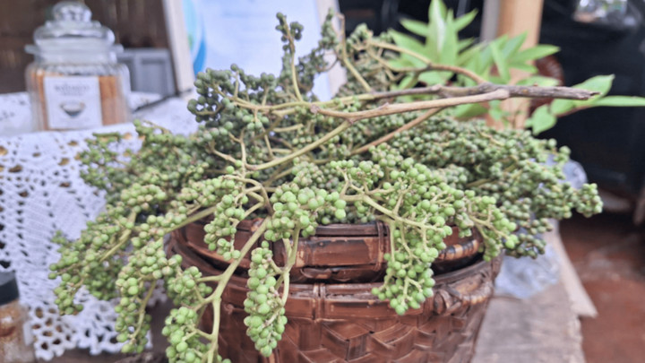Chiang Mai farmers move to preserve local herb as 'Makwean' earns GI registration