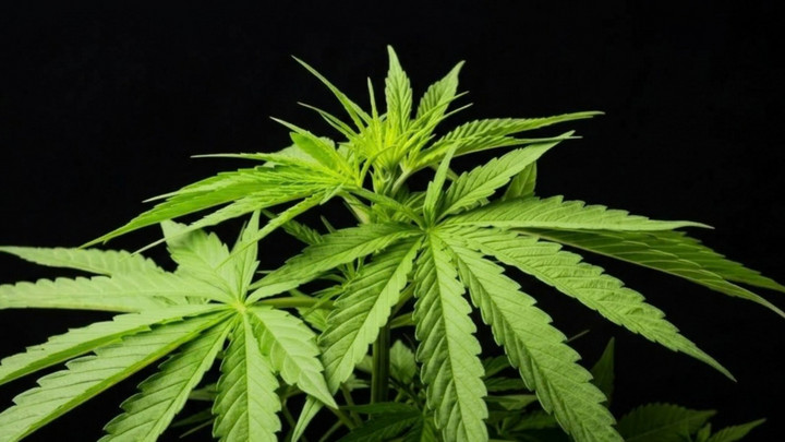 Cabinet approves tighter new cannabis law