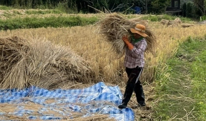 "สุริยะ" เผยชง ครม.ช่วยชาวนาไร่ละ 1,000 บาท วงเงิน 1,150 ล้านบาท 