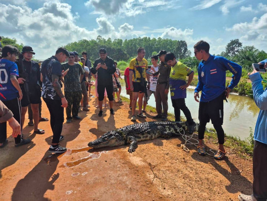จับตายจระเข้ตัวใหญ่ โผล่ อ.สนามชัยเขต จ.ฉะเชิงเทรา