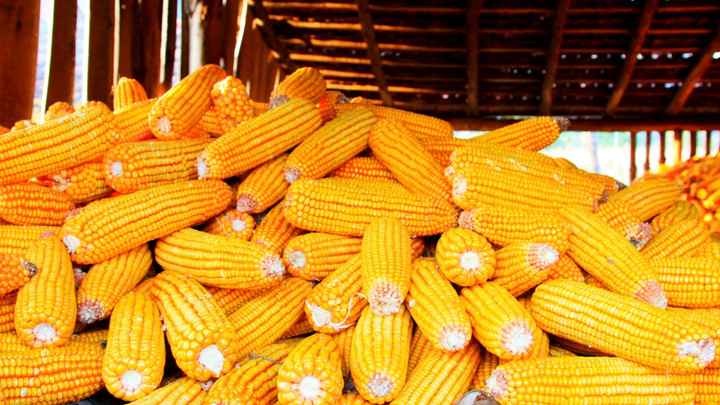 ครม.อนุมัติหลักการนำเข้า "ข้าวโพดเลี้ยงสัตว์" ต้องมีใบรับรองปลอดเผา เริ่ม 1 ม.ค.69