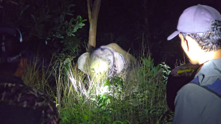 ครั้งแรก! กรมอุทยานฯ เริ่มฉีดวัคซีนคุมกำเนิดช้าง 