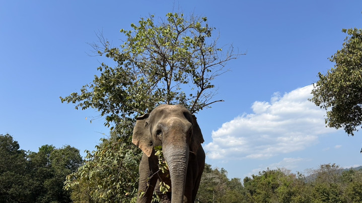 อัปเดตช้างป่า "แก้วอินดี้" สำรวจคอกปรับพฤติกรรม โบกหู-ไกวหาง-กินอาหารได้