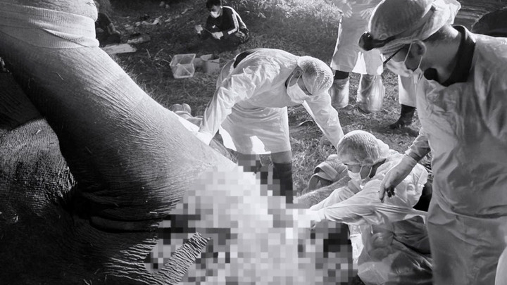 ทีมสัตวแพทย์ผ่าชันสูตร "แม่ช้างป่าเขาฉกรรจ์" พบอวัยวะภายในผิดปกติ