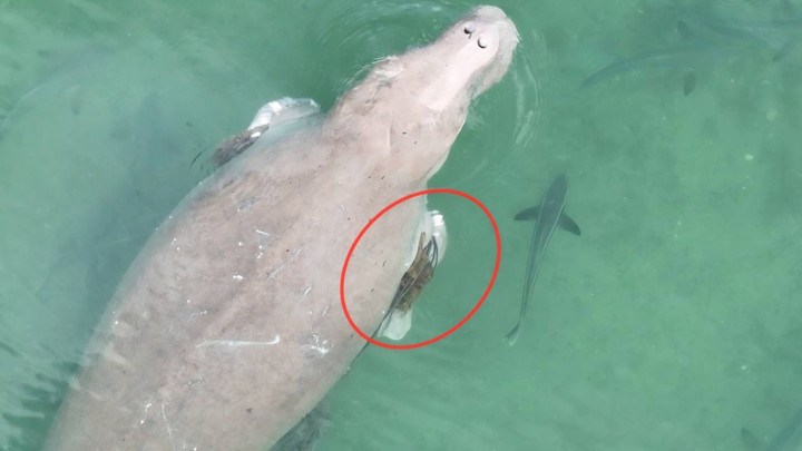 จนท.สำรวจ "พะยูน" เกาะลิบง พบ 4 ตัว สุขภาพดี แต่ 1 ตัวมีเชือกพันครีบ