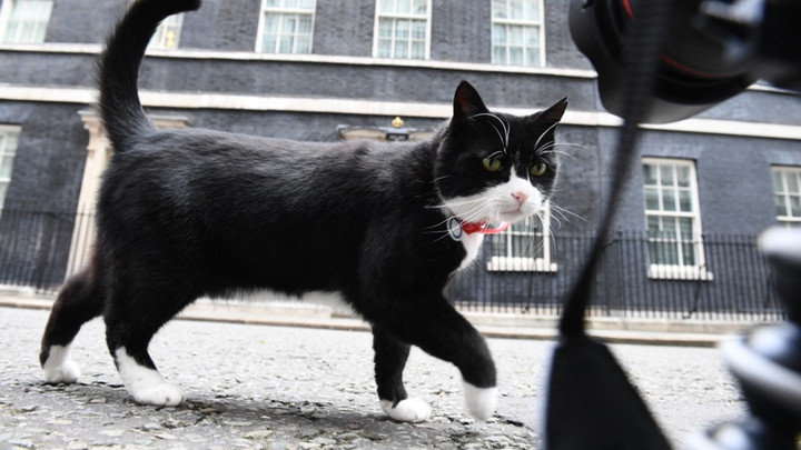 ทูตแมว "พาลเมอร์สตัน" กลับดาวแมวอย่างสงบ