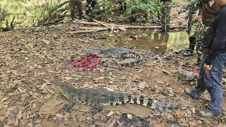 ปล่อย "จระเข้น้ำจืดไทยแท้" 2 ตัว คืนต้นแม่น้ำเพชรบุรี หลัง DNA ชัดสายพันธุ์บริสุทธิ์