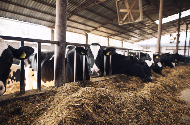 พณ.หารือสหกรณ์โคนม แก้ปัญหาน้ำนมดิบล้น ดันเปิดตลาดในมาเลเซีย