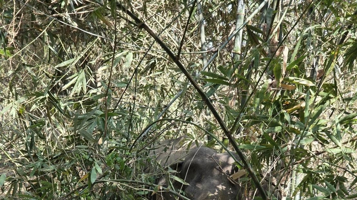 ทีมสัตวแพทย์รักษา "ช้างป่าสระแก้ว" ล่าสุดพยุงตัวลุกขึ้นยืนได้
