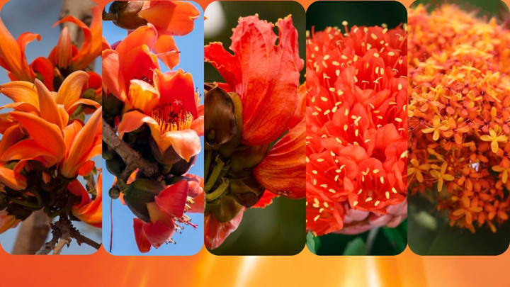 อย่าเพิ่งทักผิด! รู้จัก "5 ดอกไม้แฝดสีส้ม" บานสะพรั่งรับลมร้อน