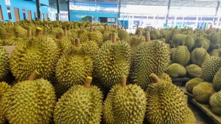 ทุนจีนทุ่มตลาด "ทุเรียน" ดิวซื้อตรงจากสวน ล้มเกมพ่อค้าคนกลาง
