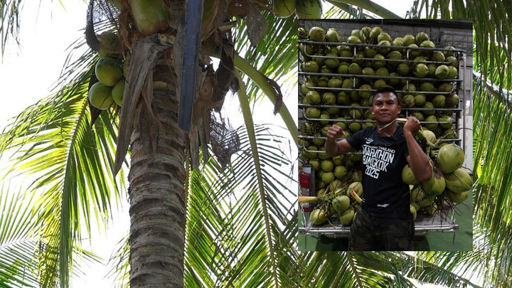 “บัวขาว” เหมาสวนมะพร้าว ช่วยเกษตรกรไทยแก้โจทย์ราคากดทับ