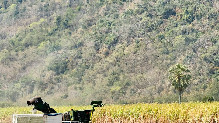 จ.นครราชสีมา ขานรับมาตรการลดฝุ่น PM2.5 รับซื้ออ้อยไฟไหม้ต่ำสุด