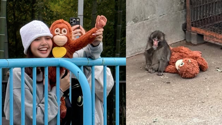"ลิซ่า" เยี่ยม "พันช์คุง" ชูตุ๊กตาแม่ลิงให้กำลังใจลิงน้อยสู้ชีวิต