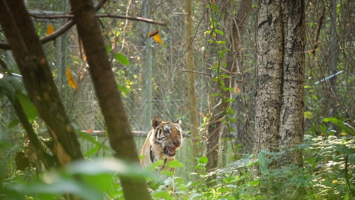 เคลื่อนย้าย "ปิ่น" เสือโคร่งชรา พักฟื้นในกรงใหญ่กึ่งธรรมชาติที่ห้วยขาแข้ง