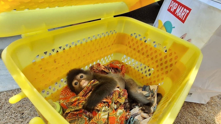 รวบ 2 ผู้ต้องหาเครือข่ายค้าสัตว์ป่าข้ามชาติ พร้อมของกลาง "ค่างแว่นถิ่นใต้"  