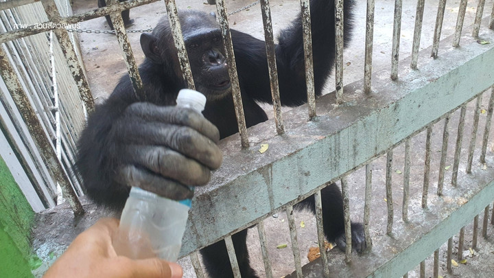 ลพบุรีระอุ 40 องศาฯ เจ้าหน้าที่ฉีดน้ำ-ให้น้ำแข็งช่วยลิงคลายเครียด