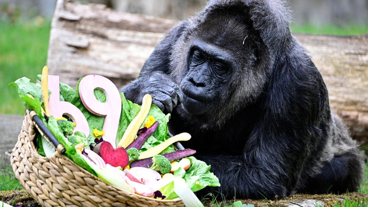 "ฟาตู" กอริลลาที่แก่ที่สุดในโลก ฉลองวันเกิดครบ 69 ปี ที่สวนสัตว์เบอร์ลิน